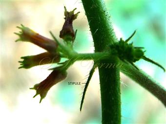  Inflorescence and Stipule